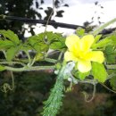 향수 농장 이미지