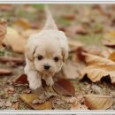 드림독 강아지 고양이 안심분양센터 시흥점 | 시흥말티푸강아지무료분양 언젠가 꼭 받으리