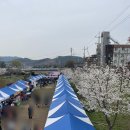 태장2동주민센터 | 원주 태장동 야시장 원주 흥양천 벚꽃축제