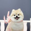 멍멍펫스토어 이미지