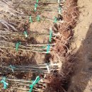 새봄목장 이미지