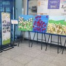 핌플라워