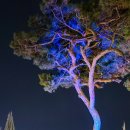 퍼스트가든(시선) 이미지