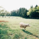 광경목장 이미지