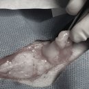 상록동물병원 이미지