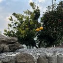 올곧제주 이미지