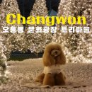 창동 가로수길 | 창원 빛의 거리 오동동 문화광장 점등시간 주차 대형 트리 포토존