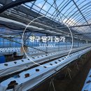 양구물산 | 양구 딸기농가 후기
