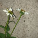 에키네시아 흰색분홍프록스 이미지