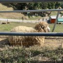 칠곡양떼목장 이미지