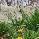 노담지숯불갈비 이미지