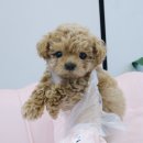 내품안의반려견 노원점 이미지