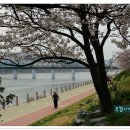 금호강변 이미지