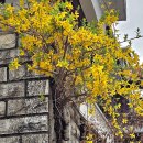 다시 봄 이미지