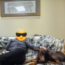 토토멍 애견풀빌라 이미지