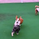 행복에너지충전소 | 우리 댕댕이 행복 충전소, 구미애견호텔 여기였네!