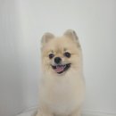 짱구애견 이미지