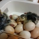 우리집농장 이미지