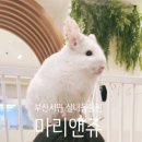 마리앤쥬 이미지
