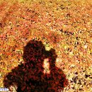 춘하추동 이미지