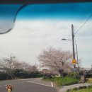 서귀포시 직장 밴드 데이 | 서귀포 가시리 유채꽃 축제