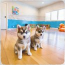 임실축협동물병원 | 임실군 웰시코기분양 첫 경험의 좌충우돌과 성공적인 반려견 맞이 비결