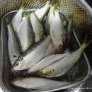 니뽄침몰 이미지