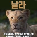라이온킹 이미지