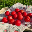 오남매농장 이미지