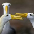 알바트로스 이미지