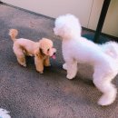 하꾸나마루다 이미지