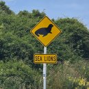 하나카동물병원 | 더니든 렌트카 여행 필수 코스｜Tunnel Beach Walk &amp; 야생동물 주의점