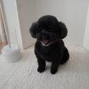 엘리자바스(ElizaBath) | 엘리자바스 강남본점 코코 개호강 후기! 강아지미용 가위컷 후기♥