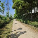 포항상생숲길(효자교회앞) 이미지