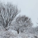 눈꽃 Daum카페