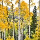 빛-자작나무 이미지