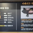 닭두꺼비 이미지