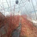 진부농장 이미지