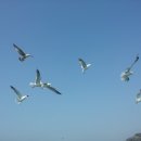 부산갈매기 - 사하구 하신번영로312번길 19 | 부산갈매기