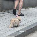 댕'stop 네이버블로그