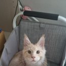 파주고양이미용 반하나캣 이미지