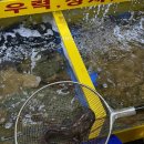 순자네횟집 - 부평구 장제로351번길 14 | 속초 관광 수산시장 회센터 순자네횟집 꼬랑치 회포장 맛집