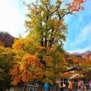 경기도 양평 용문산관광단지 용문사 볼거리 관광지 주말 나들이 이미지