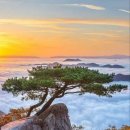 나무한그루 이미지