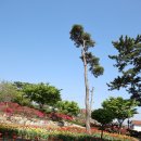 쉼이 있는 정원 봄꽃 풍경 이미지