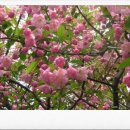 버들강아지 이미지