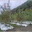 나무소리펜션 민박 이미지