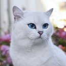 블루아이 Daum카페