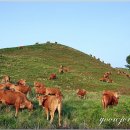 한우목장 이미지