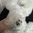 강아지 물티슈 추천｜우리들의반려생활 펫물티슈 솔직 후기